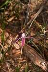 Caladenia arenicola