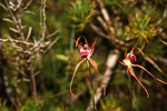 Caladenia ferruginea