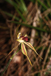 Caladenia rhomboidiformis