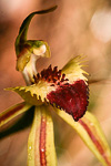 Caladenia rhomboidiformis