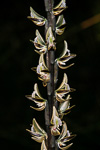 Prasophyllum elatum