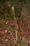 Caladenia excelsa
