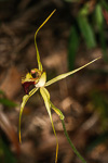 Caladenia infundibularis