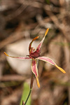 Caladenia arrecta