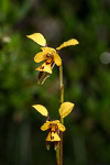 Diuris aff. carinata