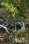 Diuris aff. carinata