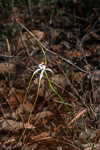 Caladenia longicauda subsp. merrittii