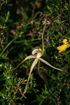 Caladenia citrina