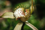 Caladenia citrina
