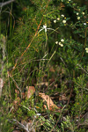 Caladenia citrina
