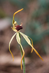 Caladenia longiclavata