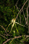 Caladenia citrina