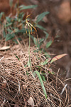 Caladenia longiclavata
