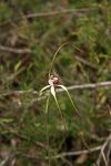 Caladenia excelsa
