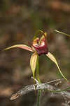 Caladenia applanata subsp. applanata