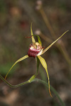 Caladenia applanata subsp. applanata