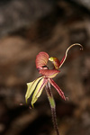 Caladenia doutchiae