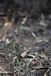 Caladenia doutchiae