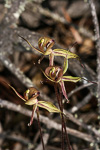 Caladenia doutchiae