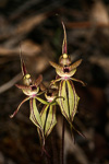 Caladenia doutchiae