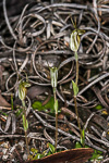 Pterostylis aff. nana