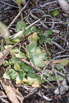 Pterostylis aff. nana