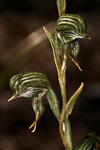 Pterostylis sargentii