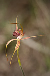 Caladenia applanata subsp. applanata