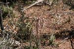 Caladenia dimidia