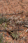 Caladenia dimidia
