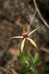 Caladenia viridescens