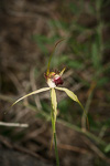 Caladenia viridescens