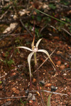 Caladenia dimidia
