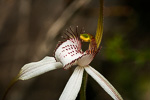 Caladenia longicauda subsp. merrittii