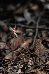 Caladenia sigmoidea