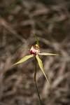 Caladenia viridescens