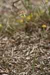 Caladenia viridescens