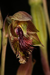 Calochilus aff. campestris