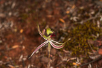 Caladenia attingens subsp. gracillima