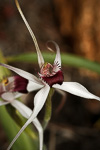 Caladenia nivalis