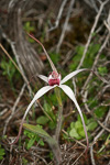Caladenia nivalis