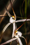 Caladenia microchila