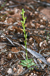 Pterostylis mutica