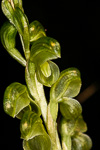 Pterostylis mutica