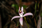 Caladenia hirta subsp. rosea