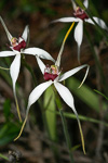 Caladenia nivalis