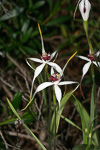 Caladenia nivalis