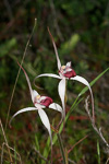Caladenia nivalis