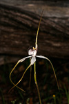 Caladenia longicauda subsp crassa