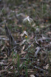 Caladenia longicauda subsp crassa